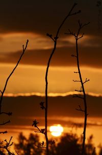 Close-up of silhouette plants against sunset sky