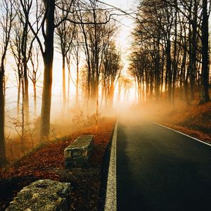 Road passing through forest