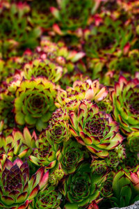 High angle view of pink flowering plant