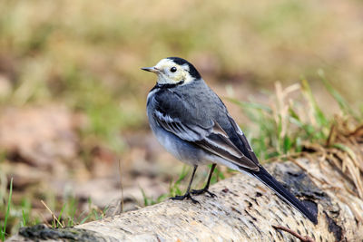 A pied wagtail