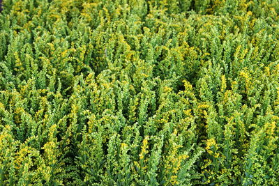 High angle view of trees growing in forest