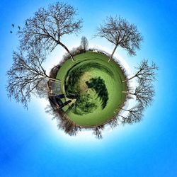 Low angle view of trees against blue sky