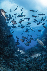 School of bigeye trevally, underwater photography