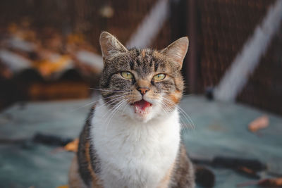 Angry expression of a house cat sitting on the table and doing a meow at his owner.