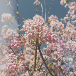 Close-up of pink flowers on tree