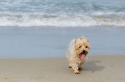 Dog on beach