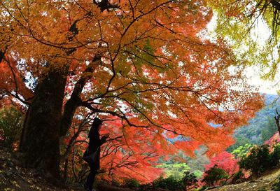 Trees in field