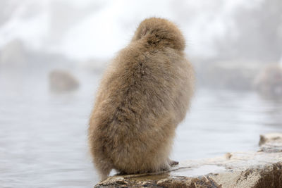 Japanese snow monkey in hot spring