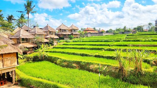 Scenic view of agricultural field against sky