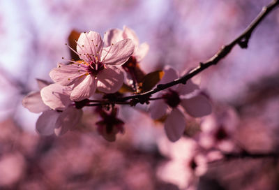 Close-up of pink cherry blossom