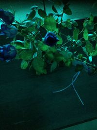 High angle view of insect on plant