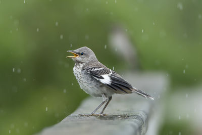 Close-up of bird perching on a leaf