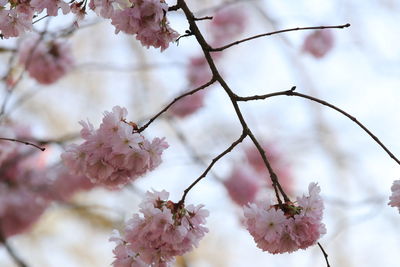 Low angle view of cherry blossom