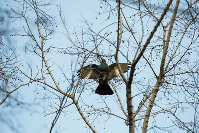 Low angle view of eagle perching on tree