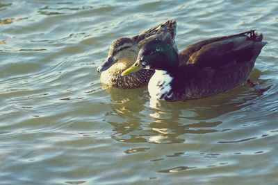 Close-up of duck swimming in lake