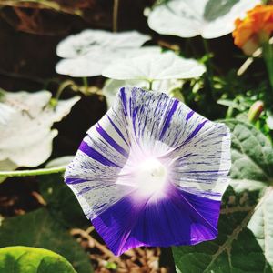 Close-up of purple flowering plant