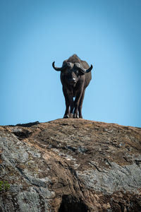Low angle view of buffalo on rock against sky