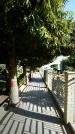 Footpath amidst trees in park