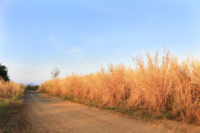 Road amidst trees on field against sky