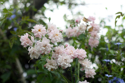 Close-up of white cherry blossom tree