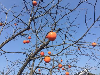 Low angle view of persimmon tree against orange sky