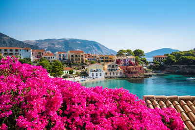 Pink flowering plants by buildings against sky