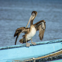 Close-up of bird perching on a sea