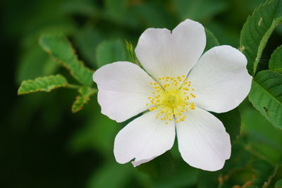 Close-up of white flowering plant