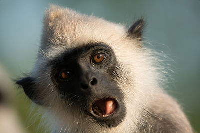 Close-up of monkey looking crazy