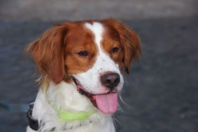 Close-up portrait of dog in water