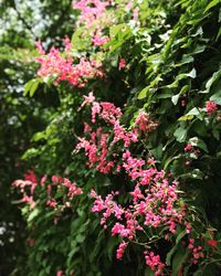 Close-up of pink flowering plant