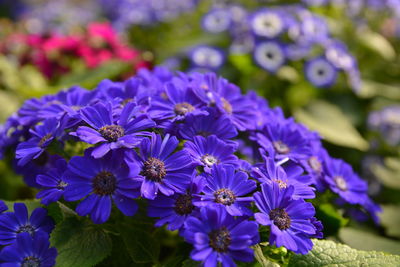 Close-up of purple flowers blooming outdoors