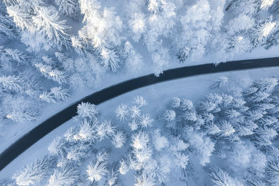 Low angle view of snow covered trees against sky