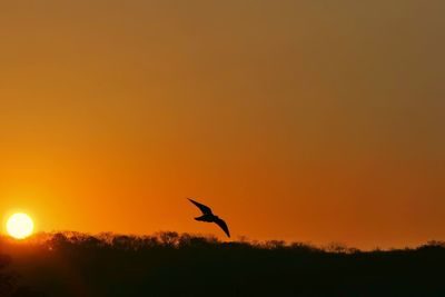 Silhouette bird flying against orange sky