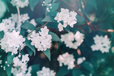 Close-up of white flowering plant outdoors