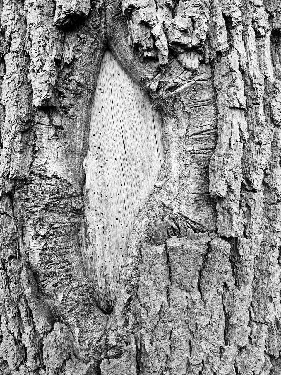 FULL FRAME SHOT OF TREE TRUNK WITH BARK