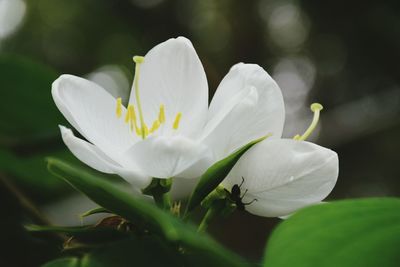 Close-up of white flowers