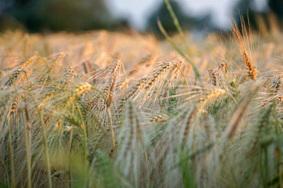 Close-up of wheat growing on field