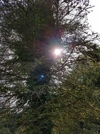 Low angle view of trees in forest against sky