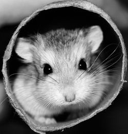 Close-up of hamster in pipe