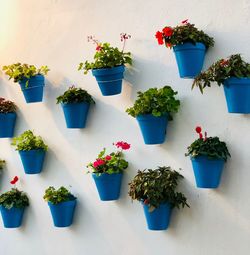 Potted plants against wall