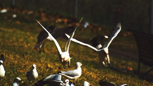 Birds flying