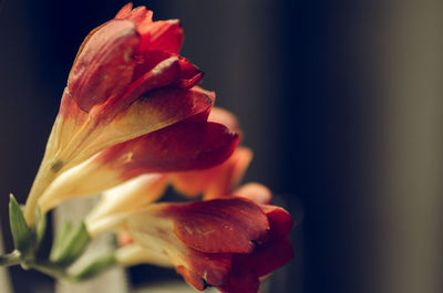 Close-up of day lily plant