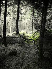 Trees in forest