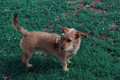 Side view of dog standing on field