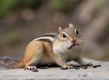 Close-up of chipmunk 