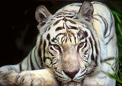 Close-up portrait of tiger