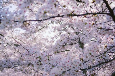 Close-up of cherry blossom tree