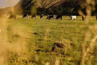 Cows grazing in field