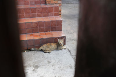 Cat on wall